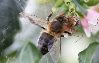 Vijf vragen over ruzie insectenonderzoek