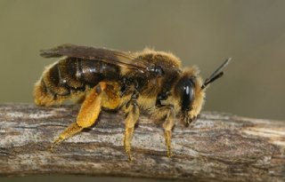 Wilde bijen spelen grote rol bij appeloogst
