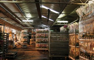Nieuw marktmechanisme voor glastuinbouw