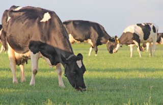 Prijs fosfaatrecht rond de 5.000 euro per koe