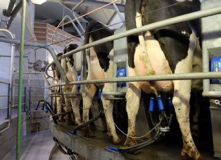 Prijsrisico's melk beheersbaar door de Milk Trading Company