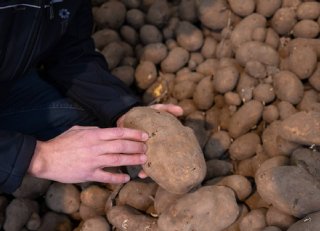 Snel aardappelen kunnen leveren na behandeling met kiemremmer Argos