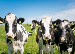 Webapplicatie wijst in droogstand op koeien met kans op ziekte