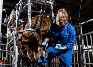 De toekomst van de melkveehouderij ziet er ‘groen’ uit