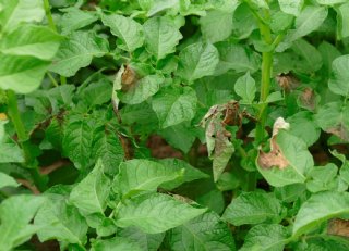 Situatie phytophthora in aardappelen ronduit zorgwekkend