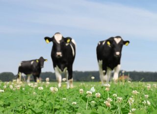 De financiële voordelen van klaver in grasland