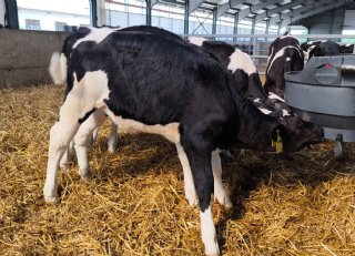 De werking en het effect van kalverdrinksysteem Milkbar