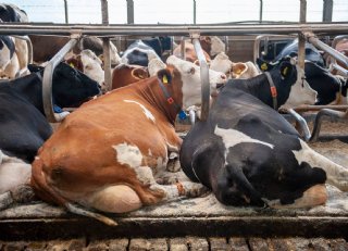 Hoe is een E. colibesmetting bij melkvee te voorkomen?