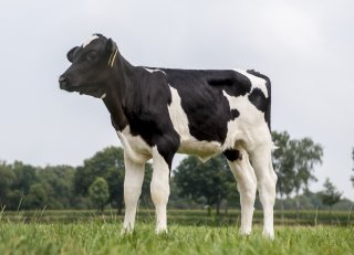 Voorkom speendip: afbouwschema bepalender dan kilo's melkpoeder