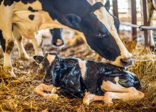 Ruime conditie in droogstand heeft invloed op persistentie