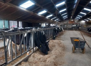 Probleemloos afkalven met stro + brok