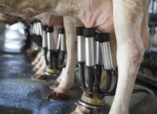 Bestendige vetbron binnen EU-28-melkstroom