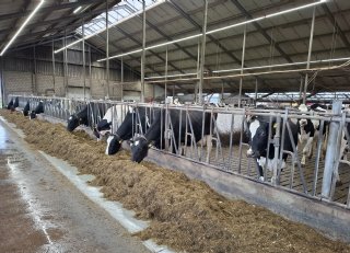 Internationale kennis helpt veehouder productie en rantsoen te optimaliseren