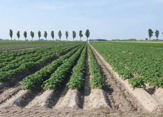 Virusdruk vraagt om bredere aanpak in pootaardappelen