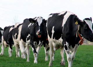 Waarom daalt het melkvetgehalte in het voorjaar?