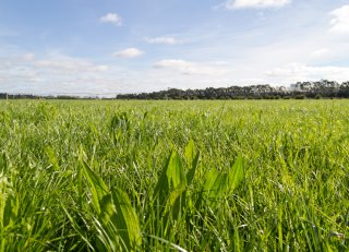 Kruidenrijk grasland met smalle weegbree: ‘De voederwaarde is vergelijkbaar met Engels raaigras’