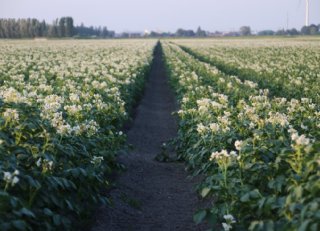Biostimulant STATUS richt zich op efficiënter gebruik van licht en stikstof