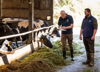 Koeien aan het voer en in productie houden: waarom ‘immuunmodulatie’ belangrijk is tijdens de transitieperiode