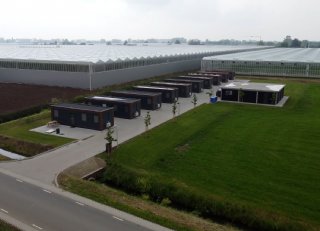 Goede huisvesting helpt voor hoge kwaliteit chrysanten