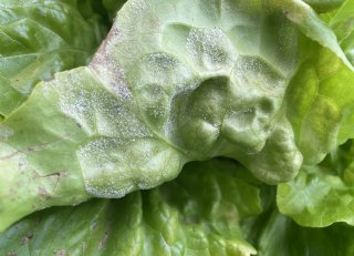 We vechten tegen dezelfde vijand: Bremia lactuca