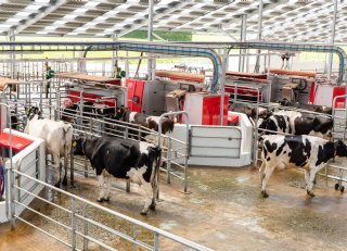 Hoe ze in Nieuw-Zeeland melkrobot en weiden samenbrengen