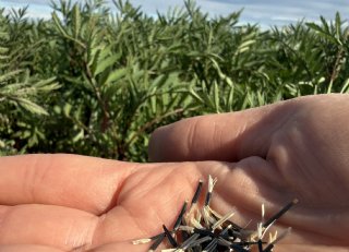 Aaltjes in de bodem? Zo helpen groenbemesters de druk natuurlijk verlagen