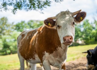Stikstof en dierenwelzijn in de veehouderij: van bedreigingen naar kansen
