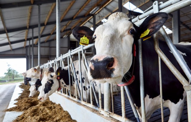 Dsm-firmenich verkoopt diervoedingstak voor 2,2 miljard euro - Nieuwe Oogst