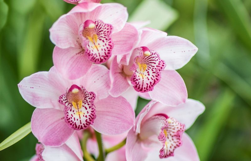 Roze is een van de gekweekte kleuren cymbidiums bij Star Orchids in 's-Gravenzande.