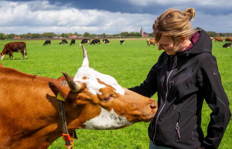 Het biologische bedrijf Landleven in Onstwedde heeft negentig melkkoeien.