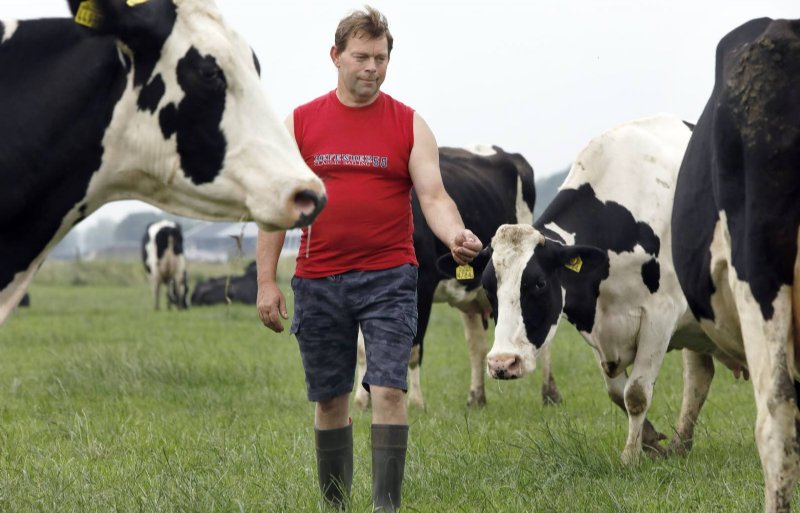 De koeien van Herman Scholtens grazen alweer een heel aantal weken in de Ooijpolder.