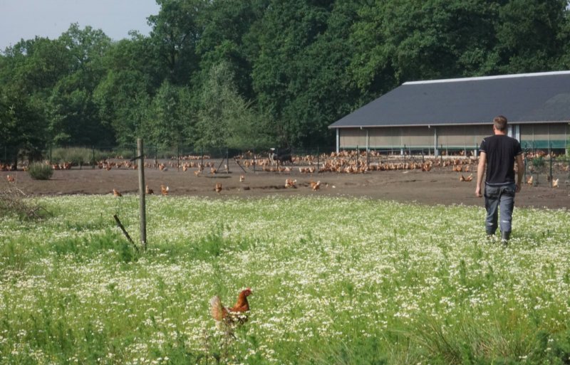 Boerderij 't Paradijs in Barneveld heeft 9.000 kippen.