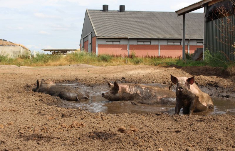 De weide met modderpoel is door de droogte en het wroeten van de varkens een zandvlakte geworden.