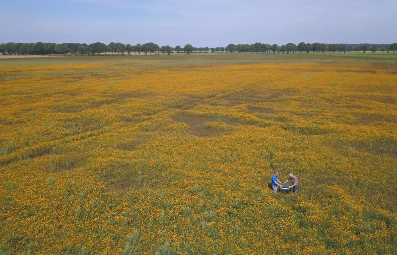 Een veld afrikaantjes tussen Hooghalen en Hijken helpt bollenteler en imker.