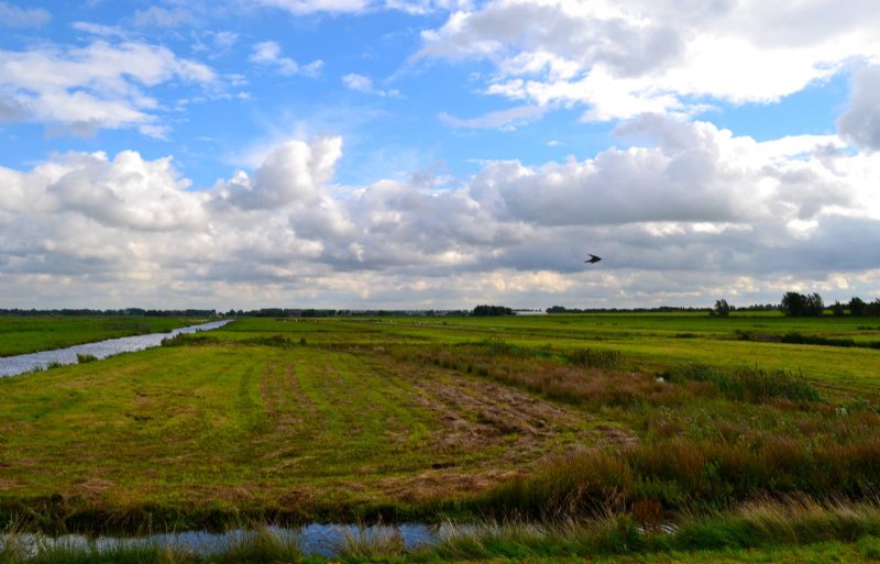 In Groot Wilnis-Vinkeveen gaan natuurontwikkeling en landbouwstructuurversterking samen op.