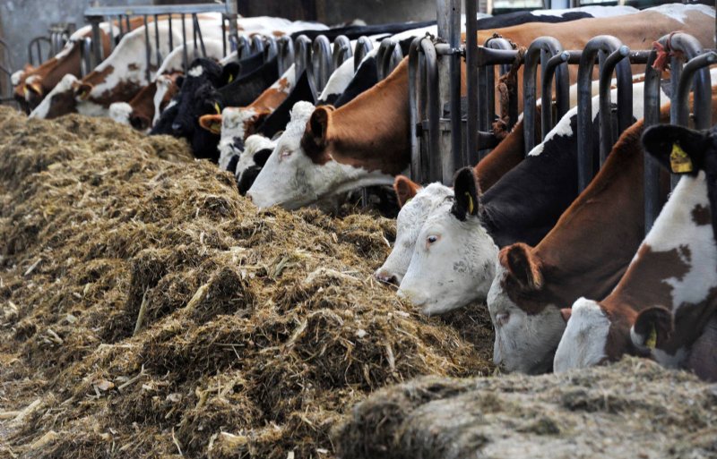 De koeien passen bij de sobere bedrijfsvoering.