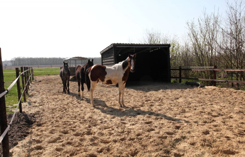 Jonge paarden in de paddock met schuilstal.