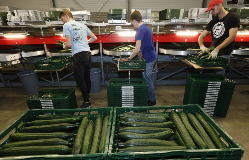 Veel komkommers gaan naar Aldi in Noord-Duitsland.