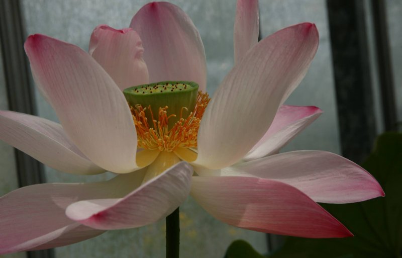 Van Til kweekt winterharde lotusbloemen op zijn bedrijf.