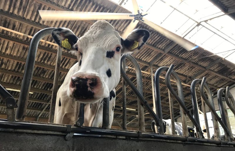 Ventilator boven de koeien bij Evert Pleizier in Nijkerk