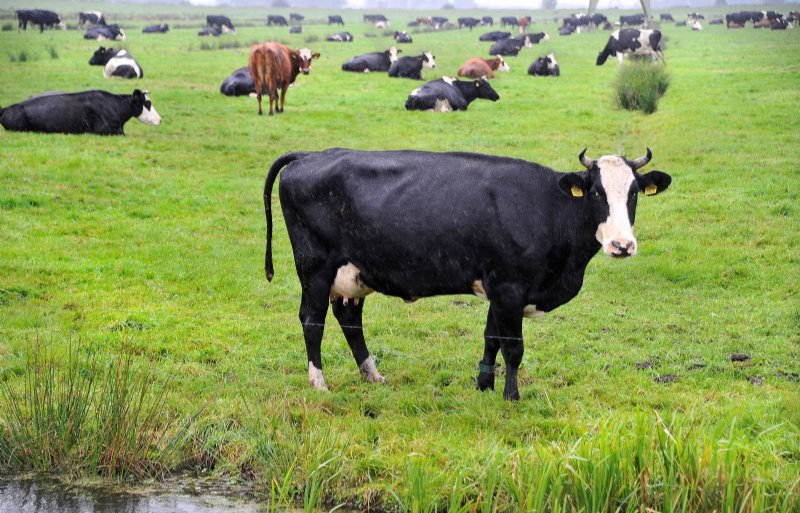 Het bedrijf telt 280 koeien, gekruiste Holsteins.