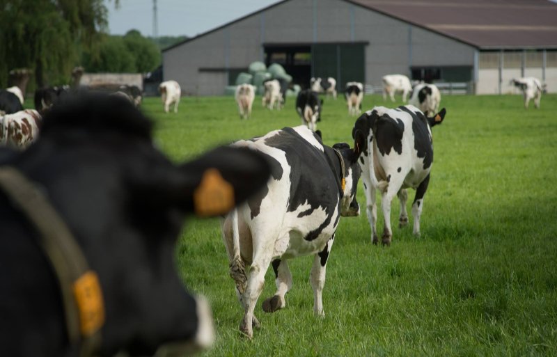 Verdere groei van melkveehouderijen is mogelijk, want jaarlijks voert België 900 miljoen kilo melk in.