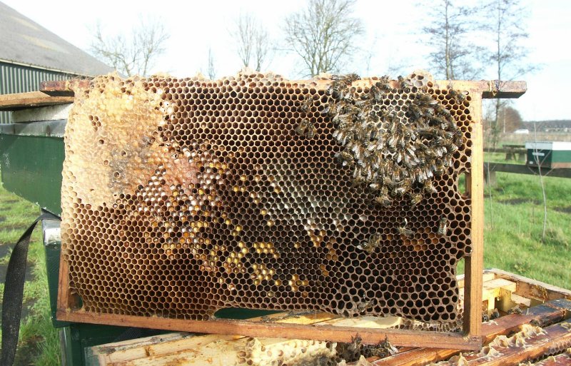 Restant dode bijen van een volk bij een voorjaarsinspectie.