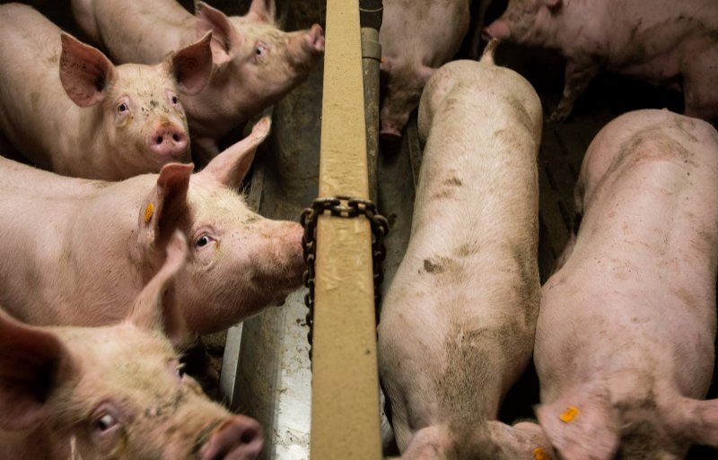 Doel is 80 procent circulaire producten in het varkensvoer. Foto: Twan Wiermans
