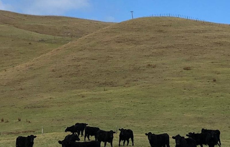 Koeien in Nieuw-Zeeland.