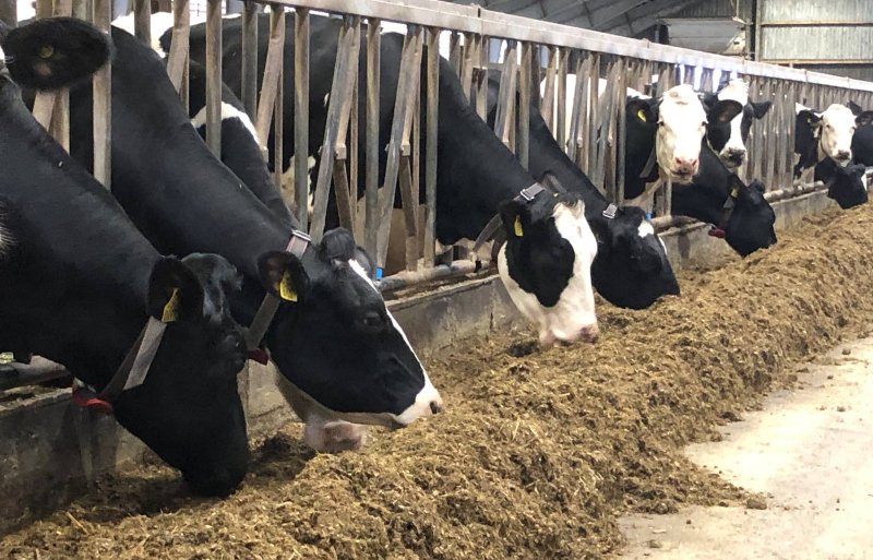 De koeien van Van Heesch Dairy Partnership doen het goed op compact voeren.