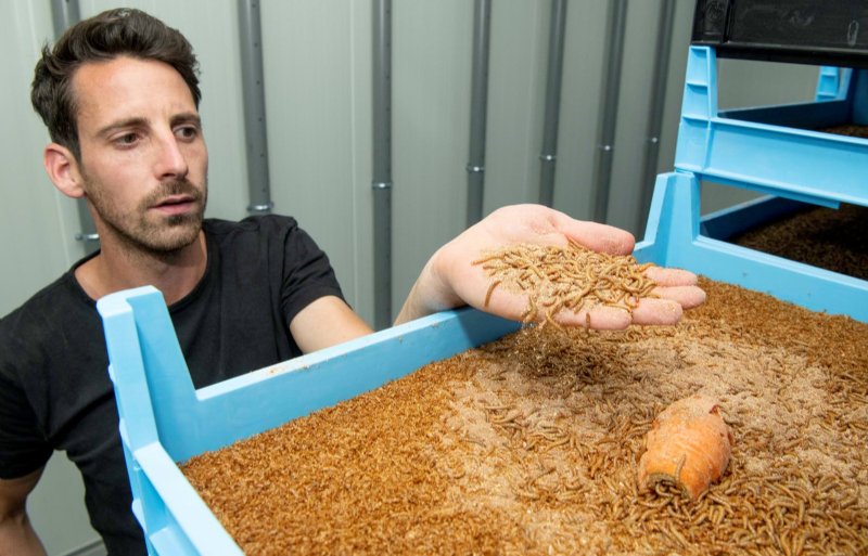 Als Rowin Batterink op volledige capaciteit draait, behoort hij tot de grootste meelwormenkwekers van het land.