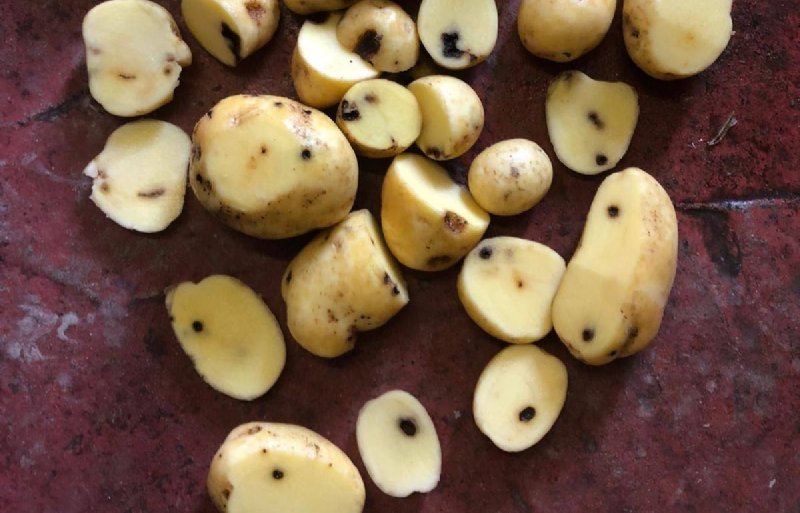 Bij een hoog aantastingsniveau worden aardappelen afgekeurd voor verwerking tot frites of kriel.