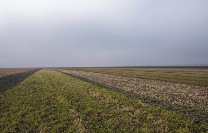 Een groenbemesterproef met verschillende mengsels.
