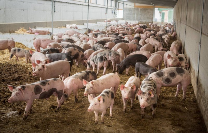 Vion ziet ruimte voor groei in biologische varkenssector.
